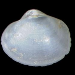 Dermatomya tenuiconcha