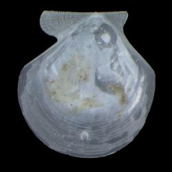 Cyclopecten carlottensis