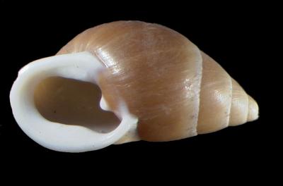 Partula planilabrum