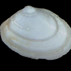 Macoma elimata