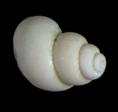 Probythinella emarginata