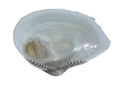 Portlandia M??rch, 1857