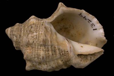 Stramonita haemastoma