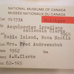 Argopecten irradians