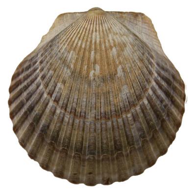 Argopecten irradians