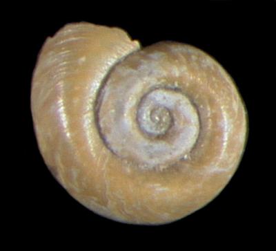 Gyraulus hornensis