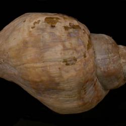 Volutopsius stefanssoni