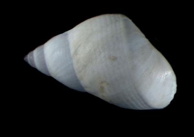 Echinolittorina modesta