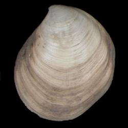 Parathyasira dunbari