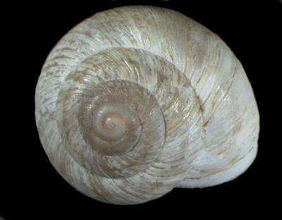 Oreohelix strigosa