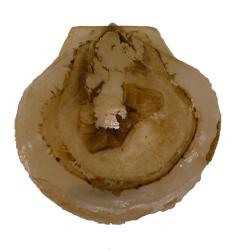 Similipecten greenlandicus