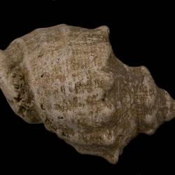 Stramonita haemastoma