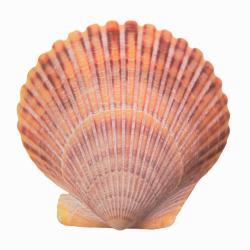 Argopecten irradians