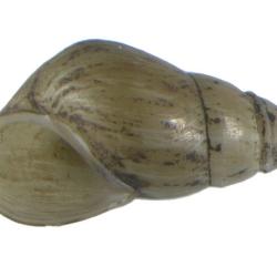 Elimia livescens