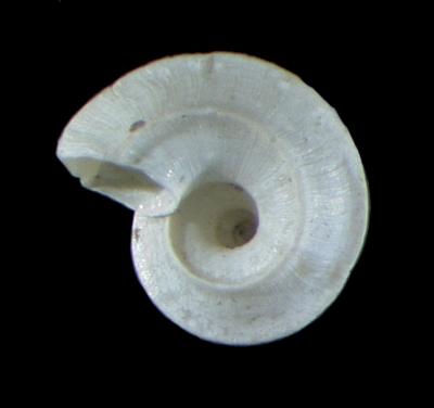 Valvata winnebagoensis