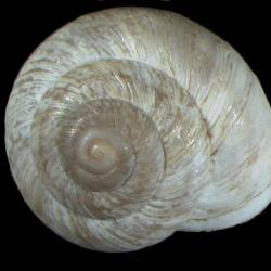 Oreohelix strigosa