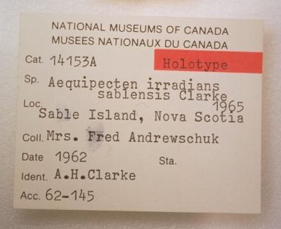 Argopecten irradians