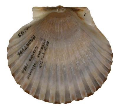Argopecten irradians