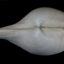 Rhinoclama filatovae