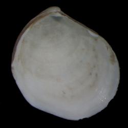 Parathyasira dunbari