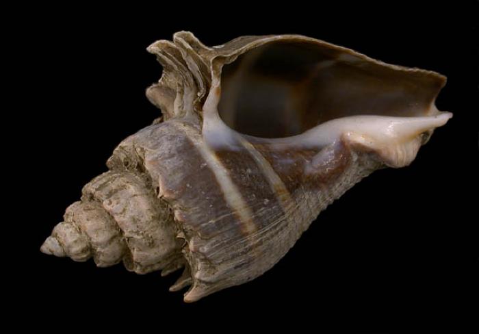 Image from Gastropoda: on the Snail Trail