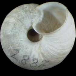 Oreohelix strigosa