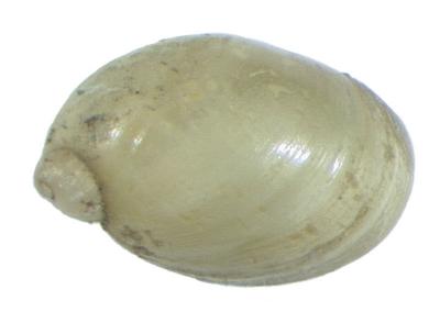 Mediappendix hubrichti