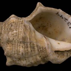 Stramonita haemastoma