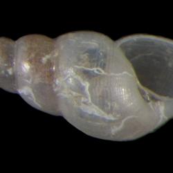 Odostomia spreadboroughi