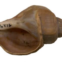 Volutopsius stefanssoni