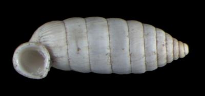 Holospira stenopylis