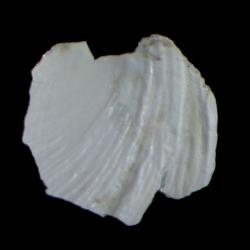 Neopilina galatheae