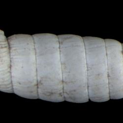 Holospira stenopylis
