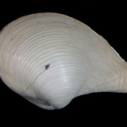 Rhinoclama filatovae