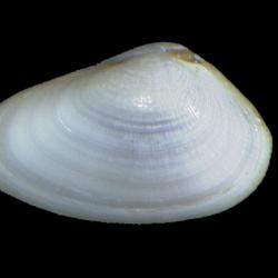 Donax texasianus