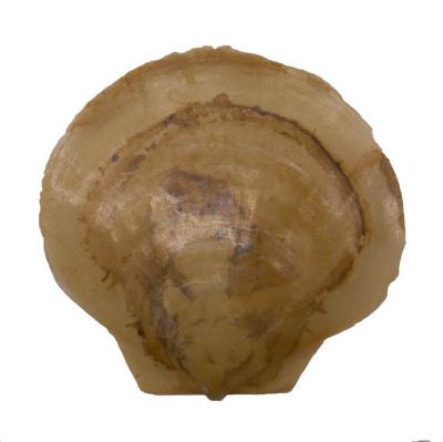 Similipecten greenlandicus