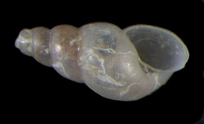 Odostomia spreadboroughi