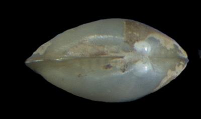 Ennucula cardara