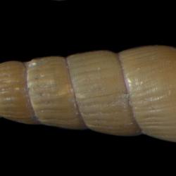 Turbonilla rinella