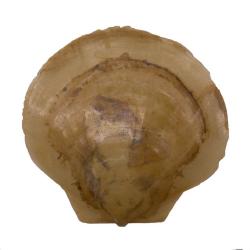 Similipecten greenlandicus
