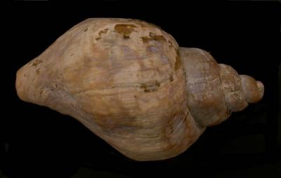 Volutopsius stefanssoni