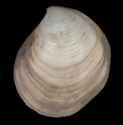 Parathyasira dunbari