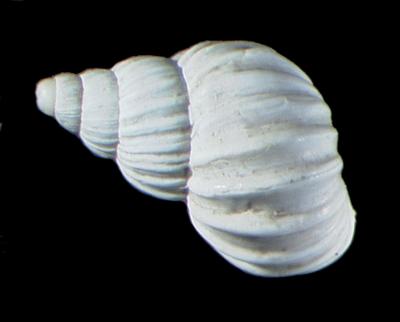 Bostryx scalariformis