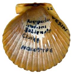 Argopecten irradians