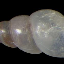 Odostomia spreadboroughi