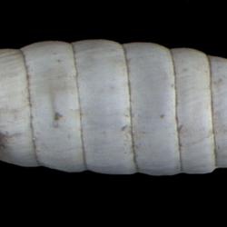 Holospira stenopylis