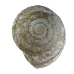 Oreohelix strigosa