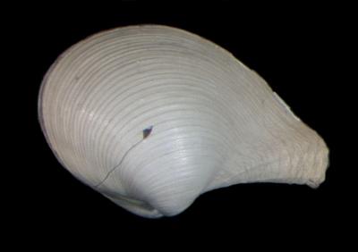 Rhinoclama filatovae