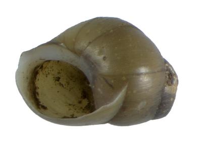 Anculosa ornata