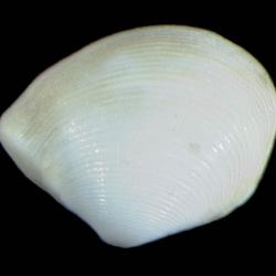Tindaria agathida